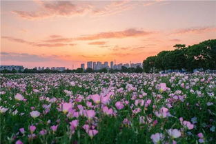 这片网红花海回归 别犹豫,美景不等人