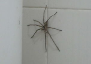 宿舍厕所惊现大蜘蛛,请问这是什么蜘蛛,有毒吗 我最怕蜘蛛了,求帮忙 