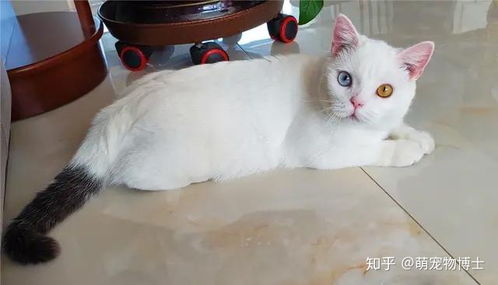 从 一剪梅 欧美爆红到 踏雪寻梅 ,中华有名猫 