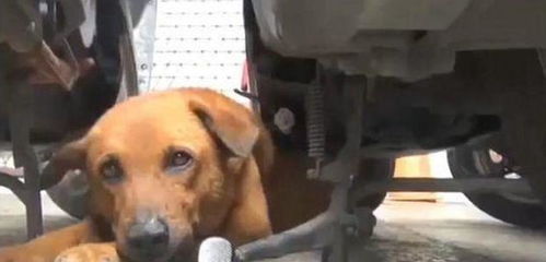 狗狗被货车当街拖行,网友纷纷表示 太残忍了