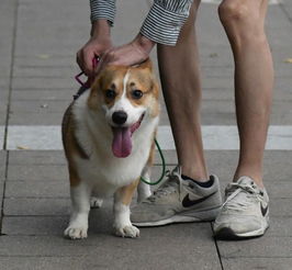 未牵狗绳致犬只伤人拟罚1万元 广州养犬条例修订草案来了