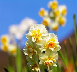 水仙花有什么作用 孕妇能养水仙花吗