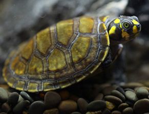黄头侧颈龟只吃鱼粪会饿死吗？