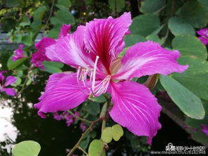 花花世界 紫荆花又开,飞鸟正当时