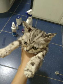 三个月猫咪猫癣可以剃毛吗