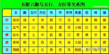 五脏与六腑 五行