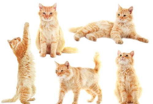 总结 猫咪的6种性格类型,看看你家猫属于哪一种