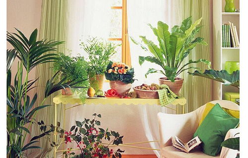客厅摆什么植物 旺家 客厅里放什么 招财 