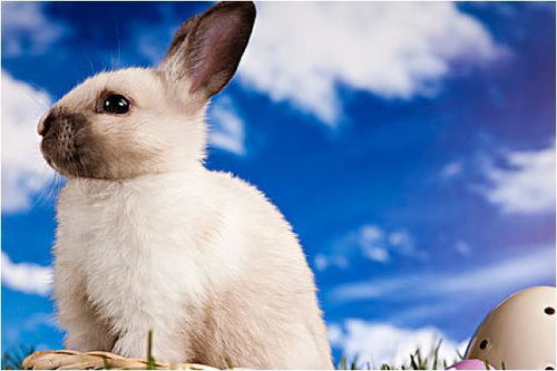 75年生肖兔的毕生寿命,过了45岁后什么命 句句说到心坎里