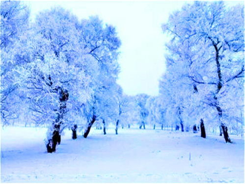 赞美雪的优美句子大全