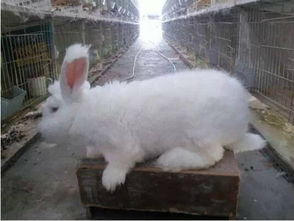 长毛兔的养殖技术及注意事项