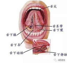 割舌系带 多此一举