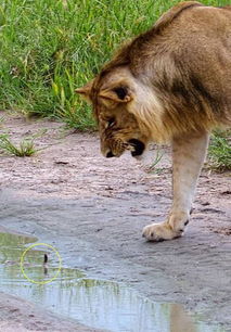 狮子被幼蛇吓退双方对峙败下阵 剧毒眼镜蛇不畏猛狮勇敢搏击
