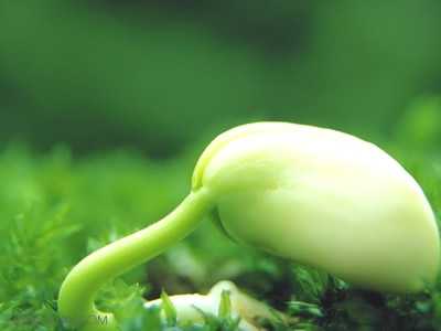 生物豌豆是双子叶植物还是单子叶植物 