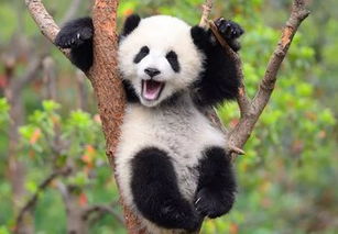 全世界唯一不属于中国的大熊猫,为何无法再回中国 原因让人心酸