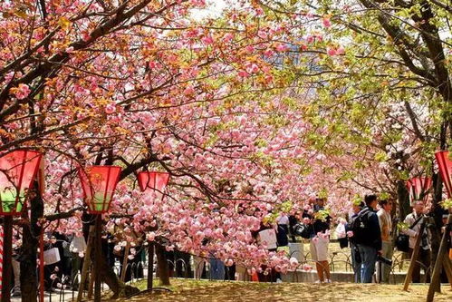 日本樱花冷知识(日本樱花讲解)