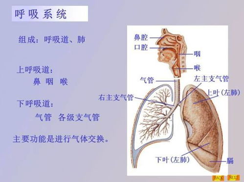 感染新冠会肠胃不好吗（新冠感染肠胃症状） 第1张