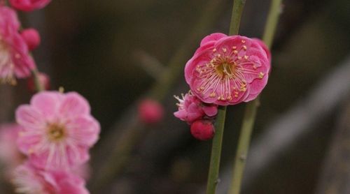 4属相脚踩狗屎运,一顺百顺,横财不断进家门