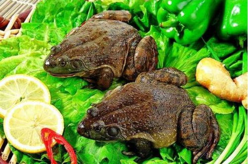牛蛙属于禁止食用的野生动物范围吗 哪些野生动物不能吃