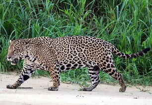走进美洲豹的世界,它是一种和豹子不同种类的猫科动物
