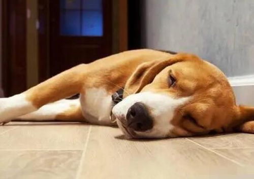 狗狗睡觉时,躺下的姿势其实暗示了对主人的态度,你的狗咋睡 