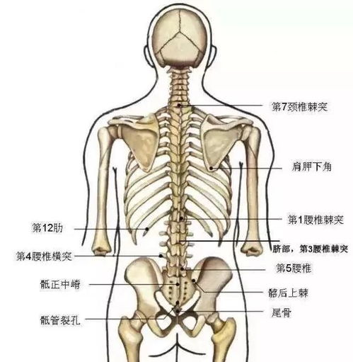 棘突是什么 信息评鉴中心 酷米资讯 Kumizx Com