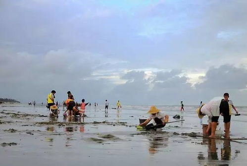 假期余额已不足,那咱就赶海去呗 呐,这是青岛挖海鲜地图 