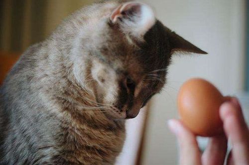 来 跟我读 蛋清蛋黄不分家,猫咪健康又漂亮