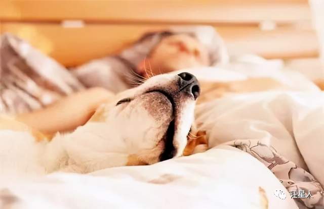狗不同的睡姿竟然会透露与主人之间重要的关系