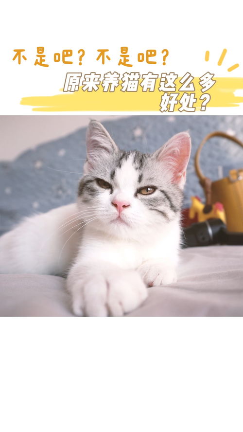 据说养猫的男生在女生眼里很有魅力喔 