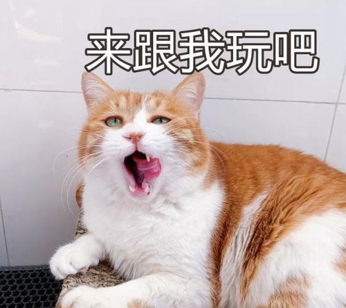 中国的猫会叫 妈 ,日本的猫会讲日语