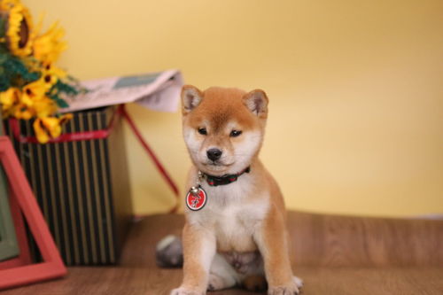 柴犬 豆柴犬 土狗 如何快速辨别