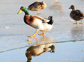 科普 鸭子冬天在水里不怕冷吗 它们是靠什么御寒的 