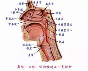 精美的口腔解剖图