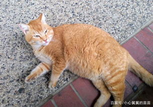 学校流浪橘猫达到8级胖,只因太会卖萌,学生 请不要再喂它