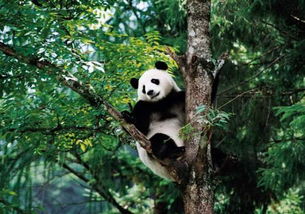 熊猫的生活环境是什么 