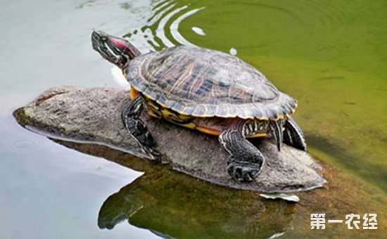 巴西龟饲养中的技巧