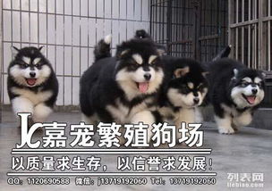 广州养阿拉斯加好不好 广州的雪橇犬难不难养 哪里买的到