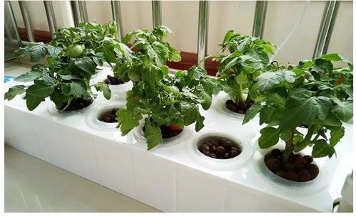 家庭水培蔬菜种植方法