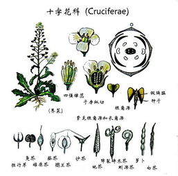 花的各部位名称 搜狗图片搜索