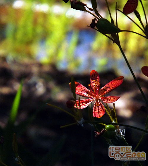 二十四候花信风表