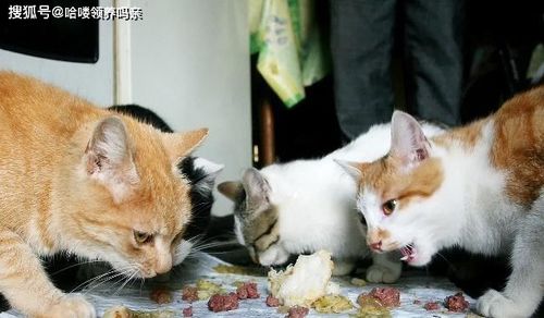 不爱吃猫粮只爱吃汤泡饭,猫咪为什么会挑食 挑的还是米饭不是肉