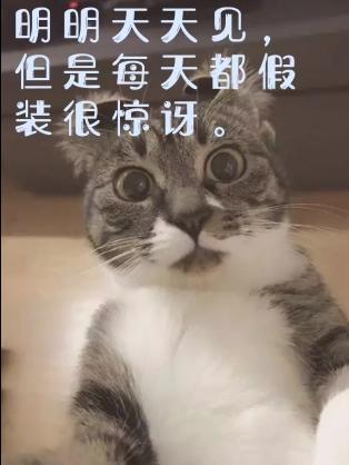 铲屎官分享,养猫的那些小乐趣 你家猫有这种搞笑的事吗 