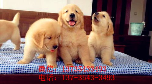 西安犬舍出售纯种金毛幼犬活体大型犬领养宠物狗狗