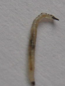 在卫生间看到一条虫子10毫米差不多 身体半透明 头尾是黑色的 尾巴尖尖的 这到底是什么虫子 