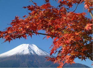 秋季的富士山 米粒分享网 Mi6fx Com
