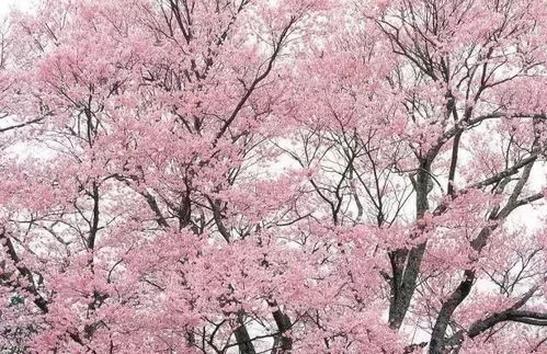 樱花重查种植-从入门到精通的完整指南