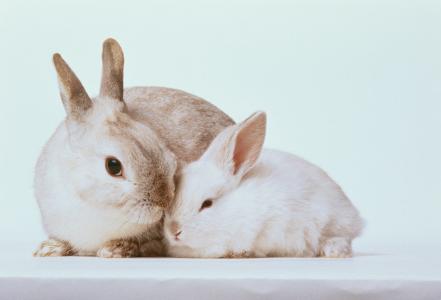 刚出生的小兔子,兔妈妈生下它们就死了 如何喂养小兔子 