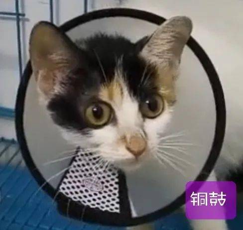 坚持守候了1个月,痛到极限的猫咪小铜鼓终于接受救助了