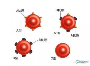 方山人有不知道自己血型的吗 